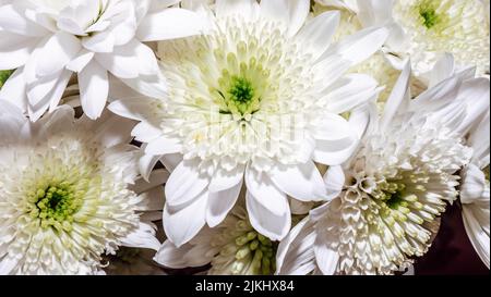 Herzlichen Glückwunsch Blumen Hintergrund. Ein großer Strauß weißer Chrysanthemen. Landhausstil mit Naturblumenmuster Stockfoto