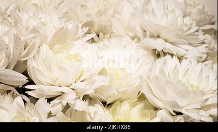 Herzlichen Glückwunsch Blumen Hintergrund. Ein großer Strauß weißer Chrysanthemen. Landhausstil mit Naturblumenmuster Stockfoto