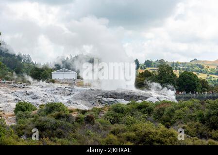 Geothermie-Feld mit Geysir im Dorf Whakarewarewa, Nordinsel Neuseelands Geothermie-Feld mit Geysir im Dorf Whakarewarewa, Nordinsel Neuseelands Stockfoto