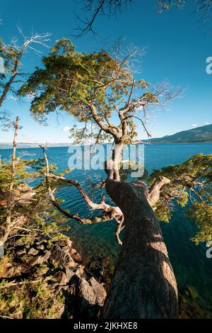 Eine vertikale Aufnahme eines alten Baumes auf dem blauen Meeresgrund Stockfoto