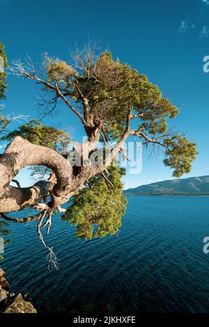 Eine vertikale Aufnahme eines alten Baumes auf dem blauen Meeresgrund Stockfoto