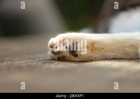 Eine Nahaufnahme der Hinterpfote der weißen Katze, die auf einem Holzboden liegt. Stockfoto
