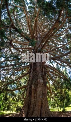 Wunderschöner alter Sequoia Baum in Queenstown Garden, Südinsel Neuseelands Stockfoto