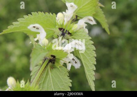 Eine Nahaufnahme des Lamium-Albums, gemeinhin als weiße Brennnessel oder weiße Totennessel bezeichnet. Stockfoto