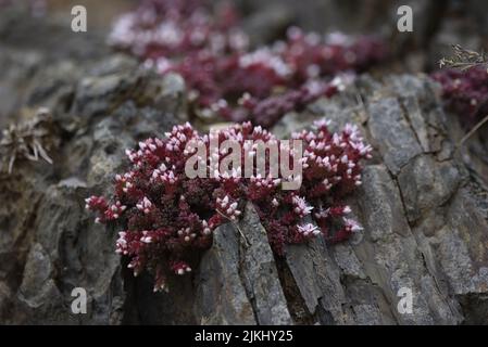 Rosafarbene Blütentrauben englischer Stonekrop (Sedum anglicum) wächst auf Küstenfelsen im Vordergrund und im Hintergrund des Bildes, auf der Isle of man, Großbritannien Stockfoto