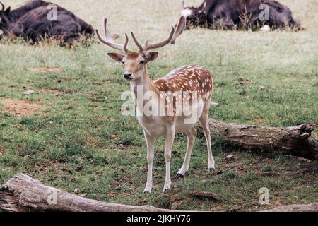 Schöner Hirse mit Samtantlern im Nationalpark Lake Tobias Stockfoto