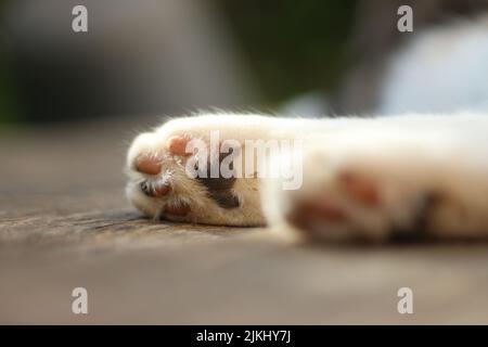 Eine Nahaufnahme der Hinterpfote der weißen Katze, die auf einem Holzboden liegt. Stockfoto