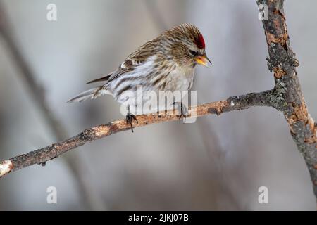 Ein schöner Rotfeuerbaum (Acantthis flammea), der auf einem Ast thront Stockfoto