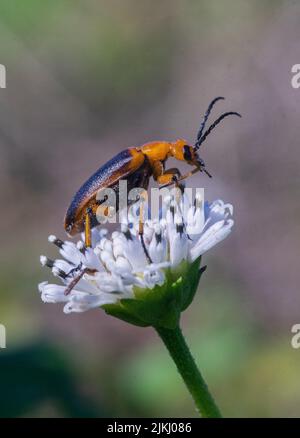 Eine vertikale Nahaufnahme eines Blisterkäfers auf einer weißen Blume Stockfoto