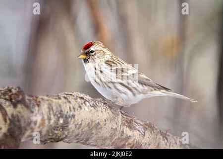 Ein wunderschöner Common Redpoll (Edmonton Alberta), der auf einem Ast thront Stockfoto