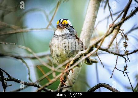 Eine Nahaufnahme eines Spatzenvogels mit weißen Kehlen, der auf einem Ast thront Stockfoto