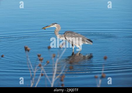 Great Blue Heron, die gerade einen kleinen Fisch in Cape May gefangen, New Jersey Stockfoto