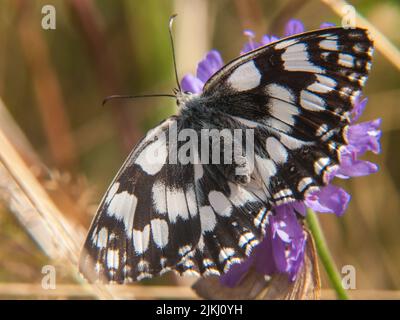 Eine Nahaufnahme eines marmorierten weißen (Melanargia galathea) Schmetterlings, der auf einer Blume sitzt Stockfoto