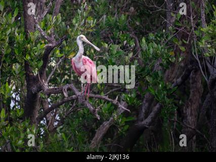 Eine schöne Aufnahme eines Löffelvogels von Roseate, der auf einem Ast mit Blättern im Wald steht Stockfoto