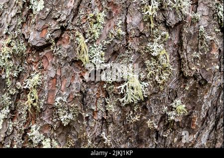 Ein Baum, der mit blättrigen Flechten und fruchtigen Flechten bedeckt ist. Parmotrema perlatum auf der oberen Rumpfhälfte Stockfoto