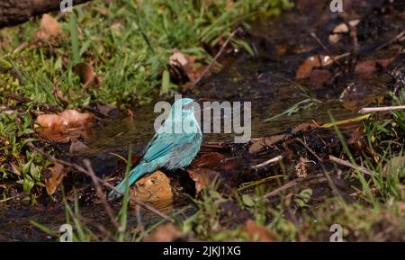 Der grüne Fliegenfänger-Vogel, der auf dem Waldboden streicheln kann Stockfoto