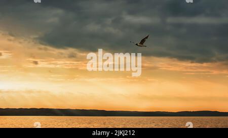 Sonnenuntergang, eine Möwe fliegt über dem Meer. Stockfoto