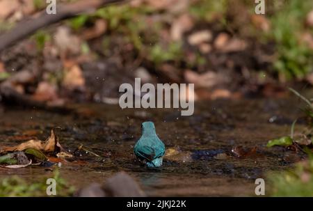 Der grüne Fliegenfänger-Vogel, der auf dem Waldboden streicheln kann Stockfoto