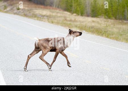 Nahaufnahme des borealen Waldes Karibu, der die Straße in der ländlichen Gegend überquert Stockfoto