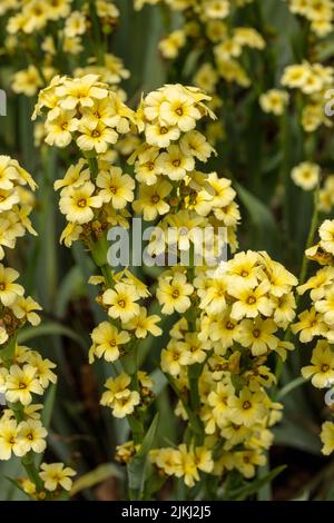 Nahaufnahme eines natürlichen Pflanzenportraits von Sisyrinchium striatum, einer gelben mexikanischen Satinblume, in Blüte. Stockfoto