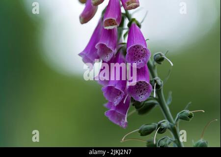 Glockenförmige Blüten des roten Fuchshandschuhs (Digitalis purpurea), Deutschland Stockfoto