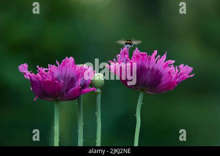 Eine Hummel fliegt zu einer violetten Blüte des Ziermohn (Papaver), Deutschland Stockfoto