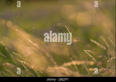 Gräser leuchten im Abendlicht, Deutschland Stockfoto