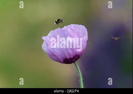 Eine Hummel fliegt zu einer Blume des Ziermohn (Papaver), Deutschland Stockfoto