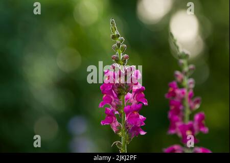 Rosa Blüten von snapdragon (Antirrhinum), Deutschland Stockfoto