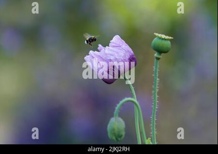 Eine Hummel fliegt zu einer Blume des Ziermohn (Papaver), Deutschland Stockfoto