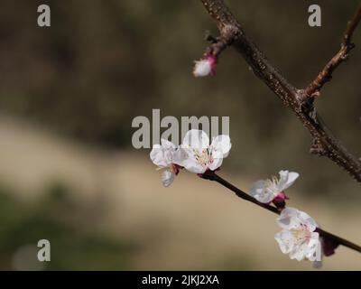 Eine selektive Fokusaufnahme von weißen Aprikosenblüten und Knospen auf einem Zweig Stockfoto