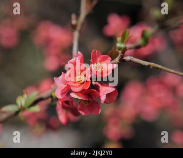 Eine Nahaufnahme blühender japanischer Quince Knospen in einem Garten Stockfoto