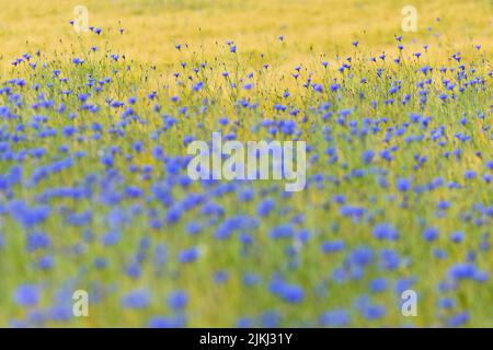 Kornblumen in einem Maisfeld, Deutschland, Hessen, Naturpark Lahn-Dill-Bergland Stockfoto