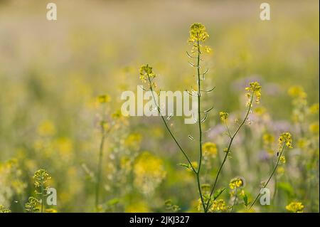 Gelbe Blüten aus weißem Senf auf einem Feld, Abendlicht, Deutschland, Hessen, Naturpark Lahn-Dill-Bergland Stockfoto