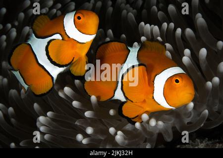 Clownfische schwimmen um Riffe am Great Barrier Reef, Cairns QLD Australien Stockfoto