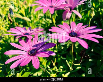 Wunderschöne violette Blüten, die durch einen violetten Akzent auf der Innenseite der Blume noch schöner werden. Stockfoto