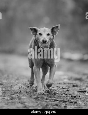 Eine Graustufenaufnahme mit flachem Fokus eines Aspin-Hundes, der im Park mit einem Ball im Mund und unscharfem Hintergrund läuft Stockfoto