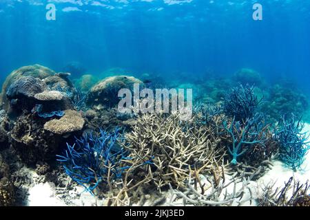 Wunderschöne und farbenfrohe Korallenrifffotos, aufgenommen unter Wasser am Great Barrier Reef, Cairns, Queensland Australien Stockfoto