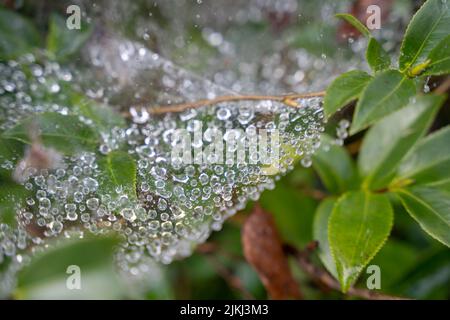 Eine selektive Aufnahme von Wassertröpfchen auf die mit Spinnennetz bedeckten Pflanzenblätter Stockfoto