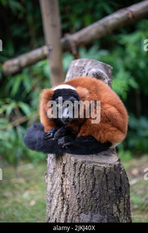 Ein roter Lemur im Artis Zoo in Amsterdam, Niederlande Stockfoto