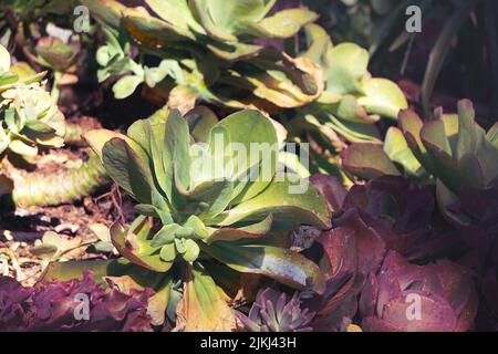 Eine Nahaufnahme von Cotyledon orbiculata, allgemein bekannt als Schweinear oder Rundblattnabelkraut. Stockfoto