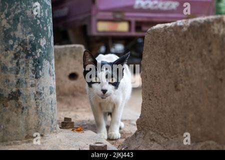 Schwarz-weiße Katze nähert sich dem Fotografen im Freien Stockfoto
