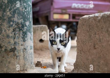 Schwarz-weiße Katze nähert sich dem Fotografen im Freien Stockfoto