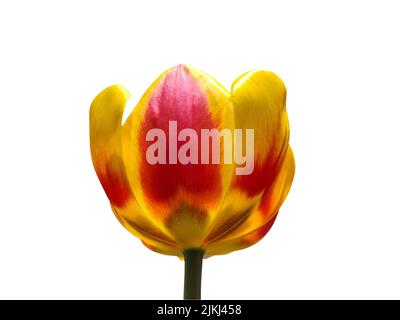 gelbe und rote Tulpe isoliert auf weiss Stockfoto