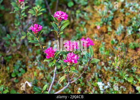 Blühende Alpenrosen (Rhododendron ferrugineum) auf dem Fernwanderweg E5, Zams, Tirol, Österreich Stockfoto