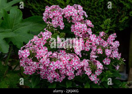 Phlox paniculata „Peppermint Twist“ in Blüte. Garden Phlox. Stockfoto