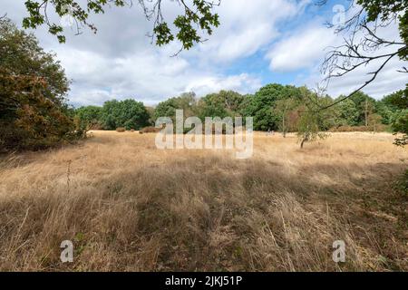 Barnes Common Schuss während der Dürre, August 2022. London SW13. Stockfoto