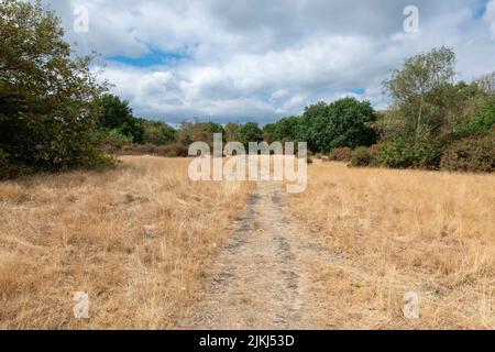 Barnes Common Schuss während der Dürre, August 2022. London SW13. Stockfoto