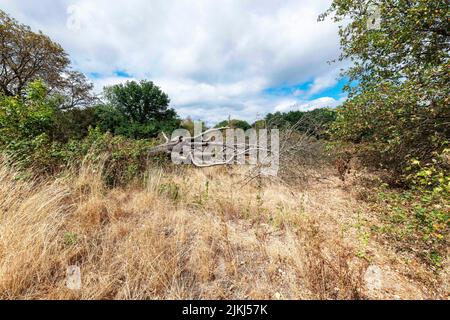 Ein toter Baum auf Barnes Common schoss während der Dürre, August 2022. London SW13. Stockfoto