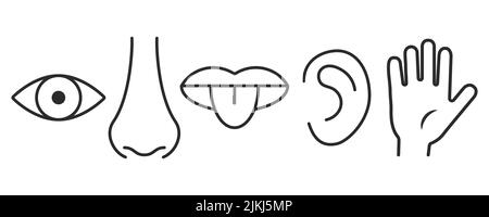 Symbol für fünf menschliche Sinne isoliert auf weißem Hintergrund. Vision, Geruch, Geschmack, Hören, Touch-Vektor-Illustration Stock Vektor